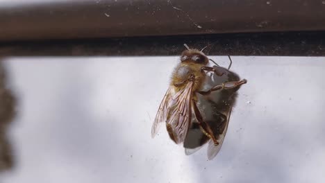 Abeja-Descansando-Sobre-El-Cristal-Del-Coche