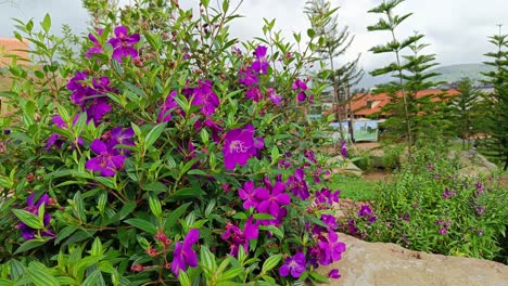 beautiful rose myrtle rhodomyrtus tomentosa purple flowers calm and peacefully blow by the wind during the day with a garden green tropical background