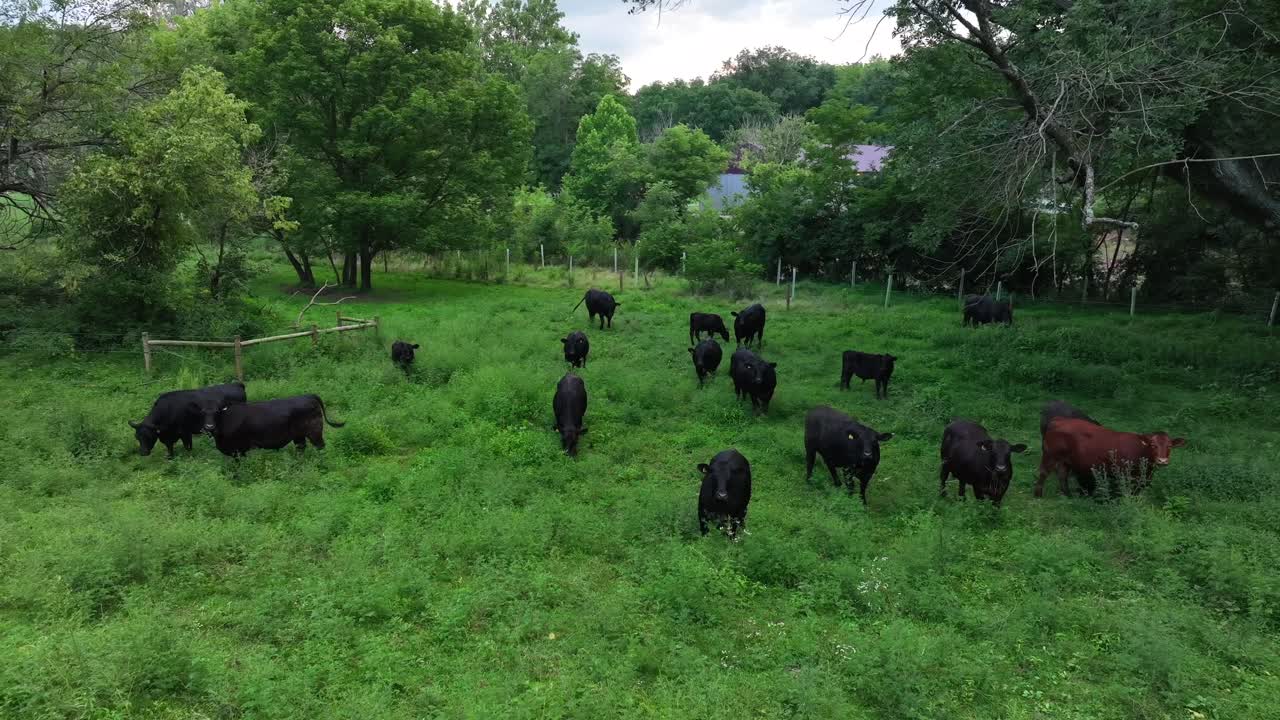 Low aerial orbit around beef cows