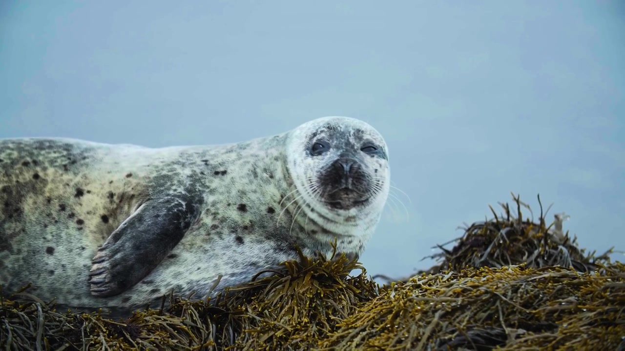 Uno studio ravvicinato cinematografico mozzafiato che cattura una foca comune maculata rilassata che riposa pacificamente su alghe costiere umide e verde smeraldo lungo una costa rocciosa intertidale