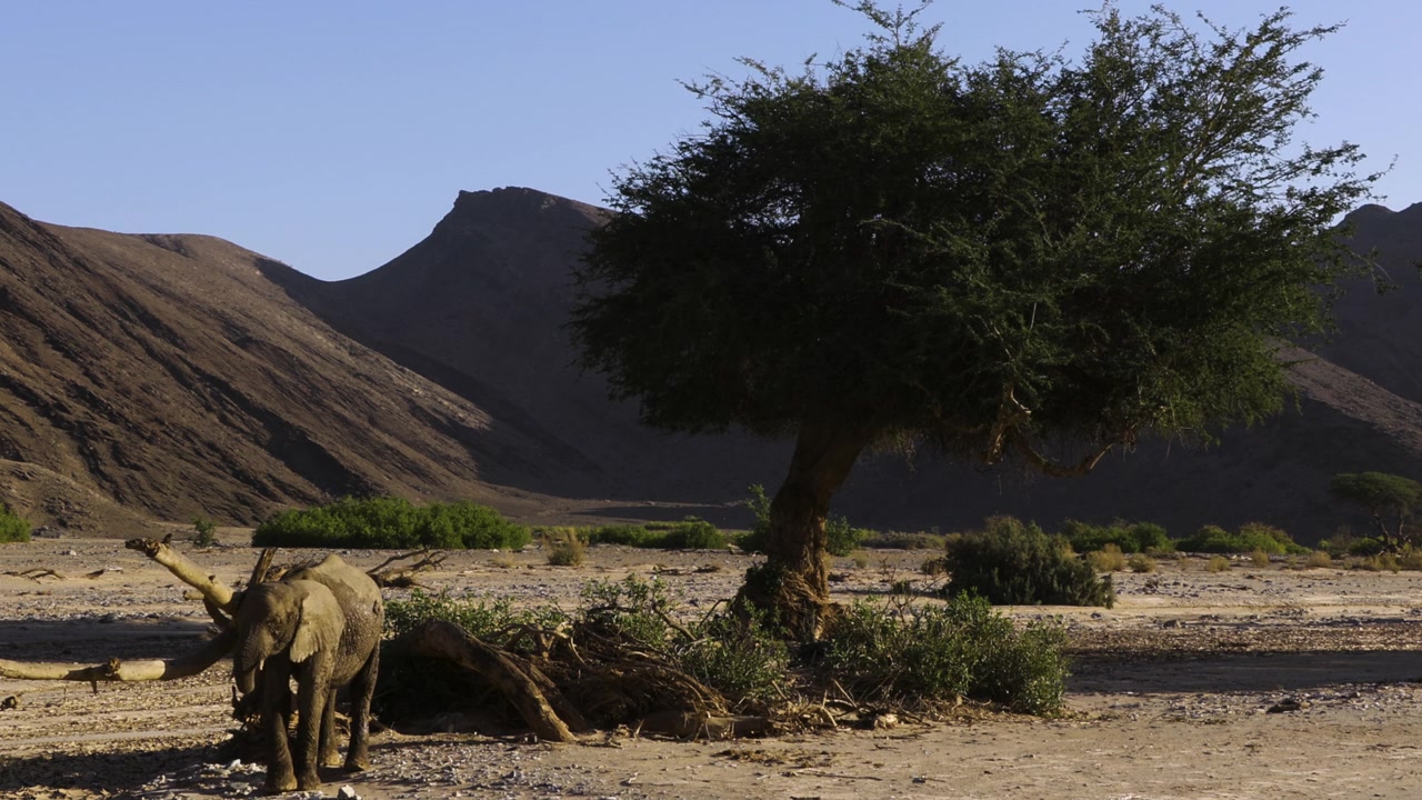 Un giovane elefante del deserto sfrega la testa e la proboscide contro un albero caduto. Un'inquadratura ampia che cattura anche l'impressionante paesaggio della Valle di Hoanib in Namibia