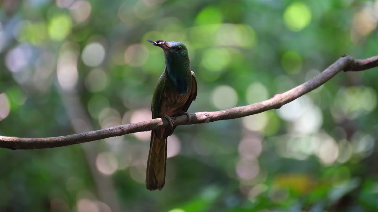 visto en una percha moviendo su cola arriba y abajo mientras apunta su cabeza hacia arriba chirriando y llamando con comida en la boca, el apicultor de barba azul nyctyornis athertoni, tailandia