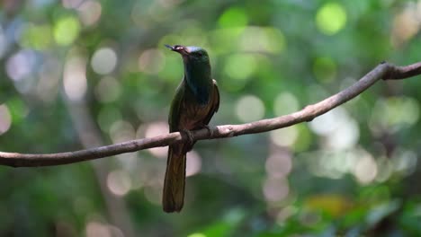 Seen-on-a-perch-wagging-with-its-tail-moving-up-and-down-as-it-points-its-head-up-chirping-and-calling-with-food-in-its-mouth,-Blue-bearded-Bee-eater-Nyctyornis-athertoni,-Thailand