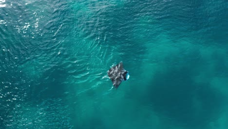 mantarraya solitaria en impresionantes aguas tropicales haciendo alimentación superficial creando ondas