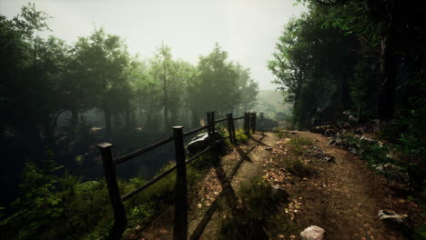 camino del bosque de niebla