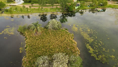 Dolly-in-of-a-flock-of-great-white-egrets-flying-and-resting-on-top-of-trees-on-an-small-islet-in-the-middle-of-a-pond-surrounded-by-nature