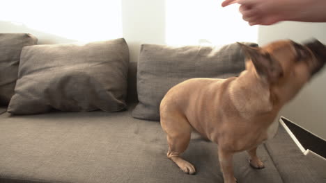 dog training - french bulldog gives left and right paw to his owner and gets snack for that as a reward on a divan