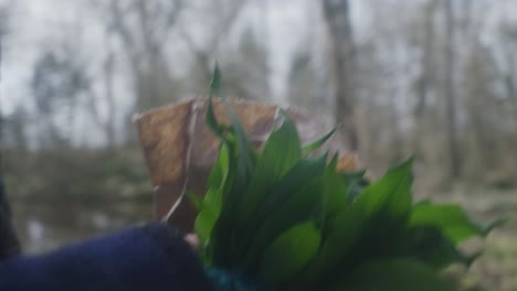 Holding-wild-garlic-in-hands-while-foraging