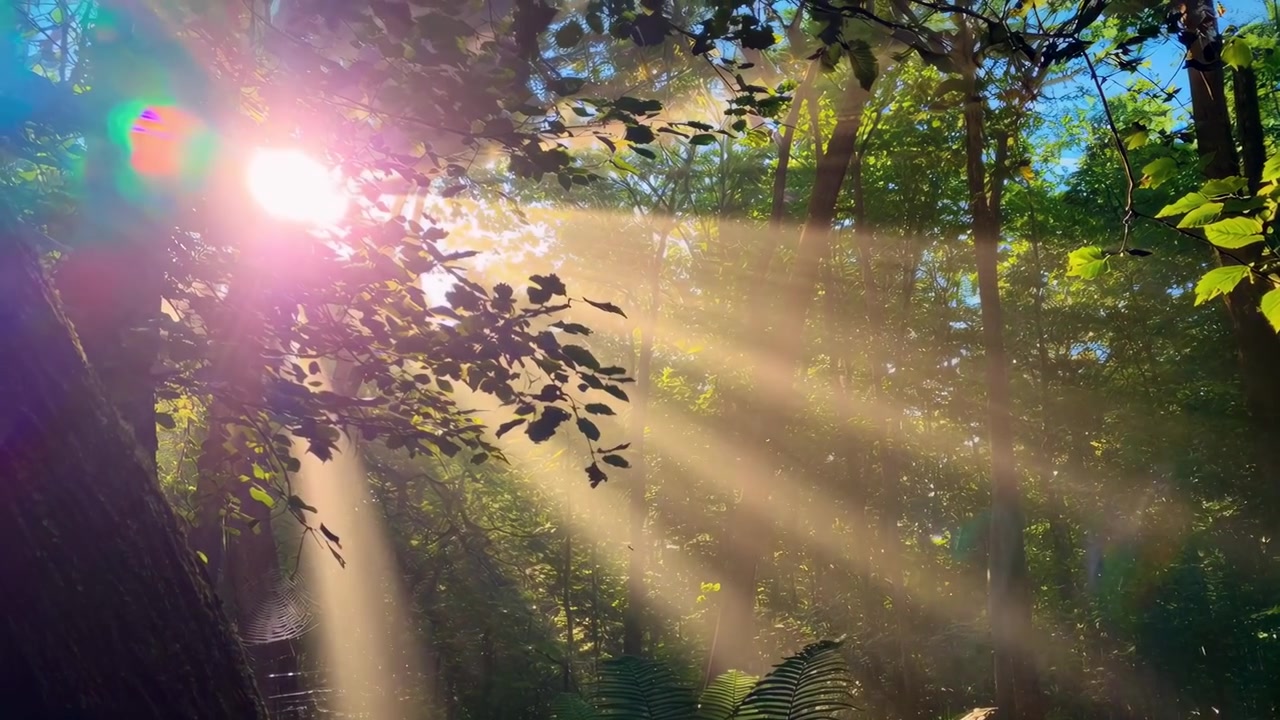 Sunlight Streaming Through Trees in a Lush Forest