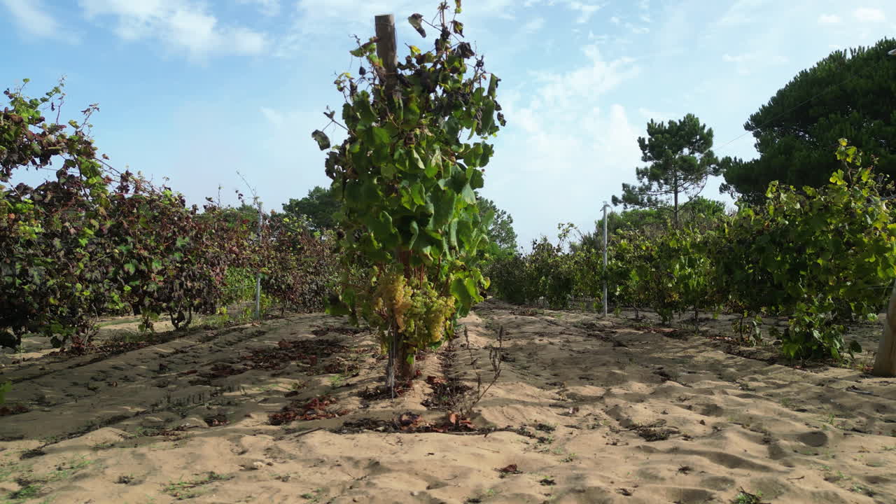 Aerial tracking shot in front of Vitis vinifera rows, sunny, fall day in Portugal