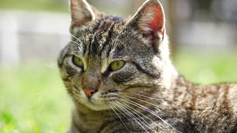 closeup of a tabby cat in a grassy area