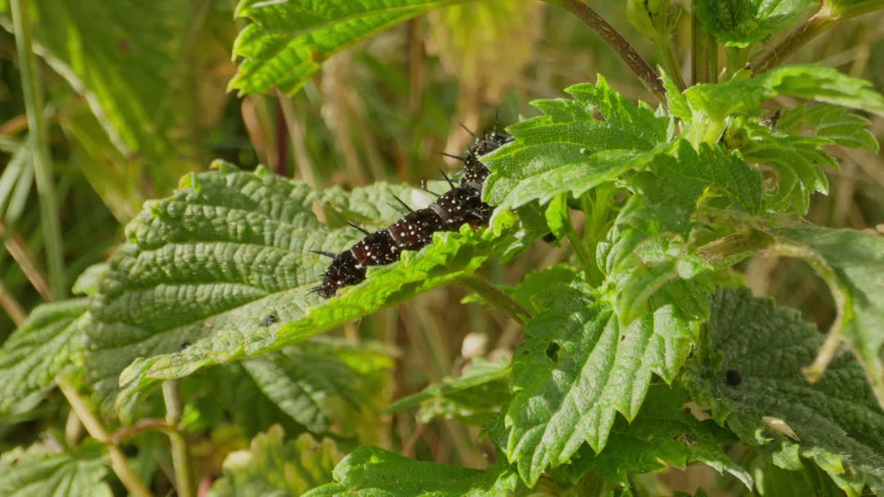 Caterpillar stretched across stinging nettle, chewing in natural habitat as it crawls and explores