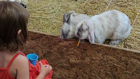 niño alimenta a los conejos con palos de zanahoria en una granja