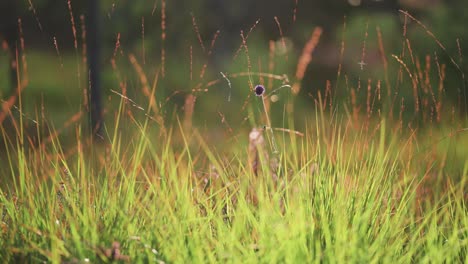 pequeños insectos se agrupan sobre la exuberante hierba verde calentada por el sol de la mañana