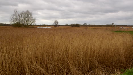 breite aufnahme von norfolk-riemen, die neben dem fluss bure wachsen