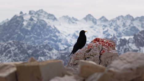 Panning-shot-of-black-bird-sitting-on-rock-and-stone-with-mountain-range-in-background