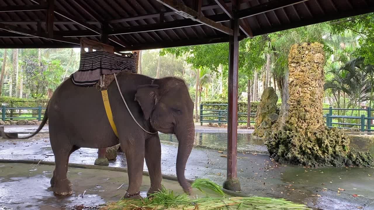 Medium view of an elephant munching on fresh leaves, serene natural setting underneath roofed enclosure