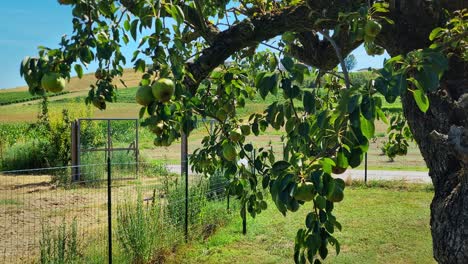 Pear tree in green field in Costagnole, Piedmont, Italy