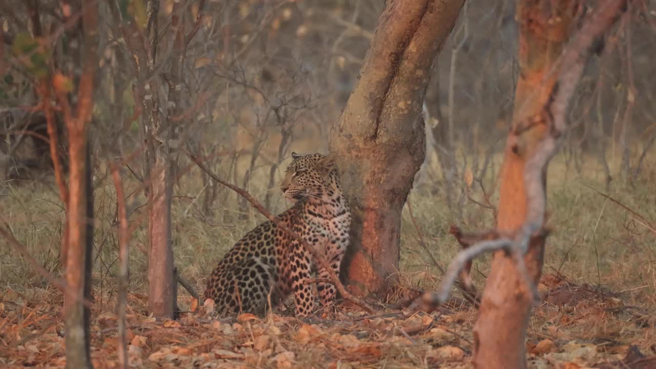 un leopardo alerta a la luz de la tarde, sentado en la base de un árbol y mirando alrededor, khwai, botswana