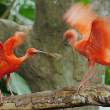 Ibis-Escarlata---Un-Hermoso-Pájaro-Rojo-Exótico