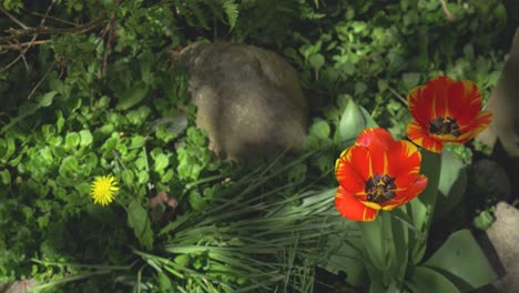 red tulips in bloom in a lush green garden in spring angle looking down slow panning right while rotating