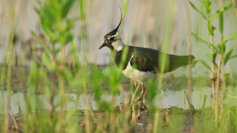 Northern-lapwing-foraging-in-a-lush,-green-wetland-on-a-sunny-day