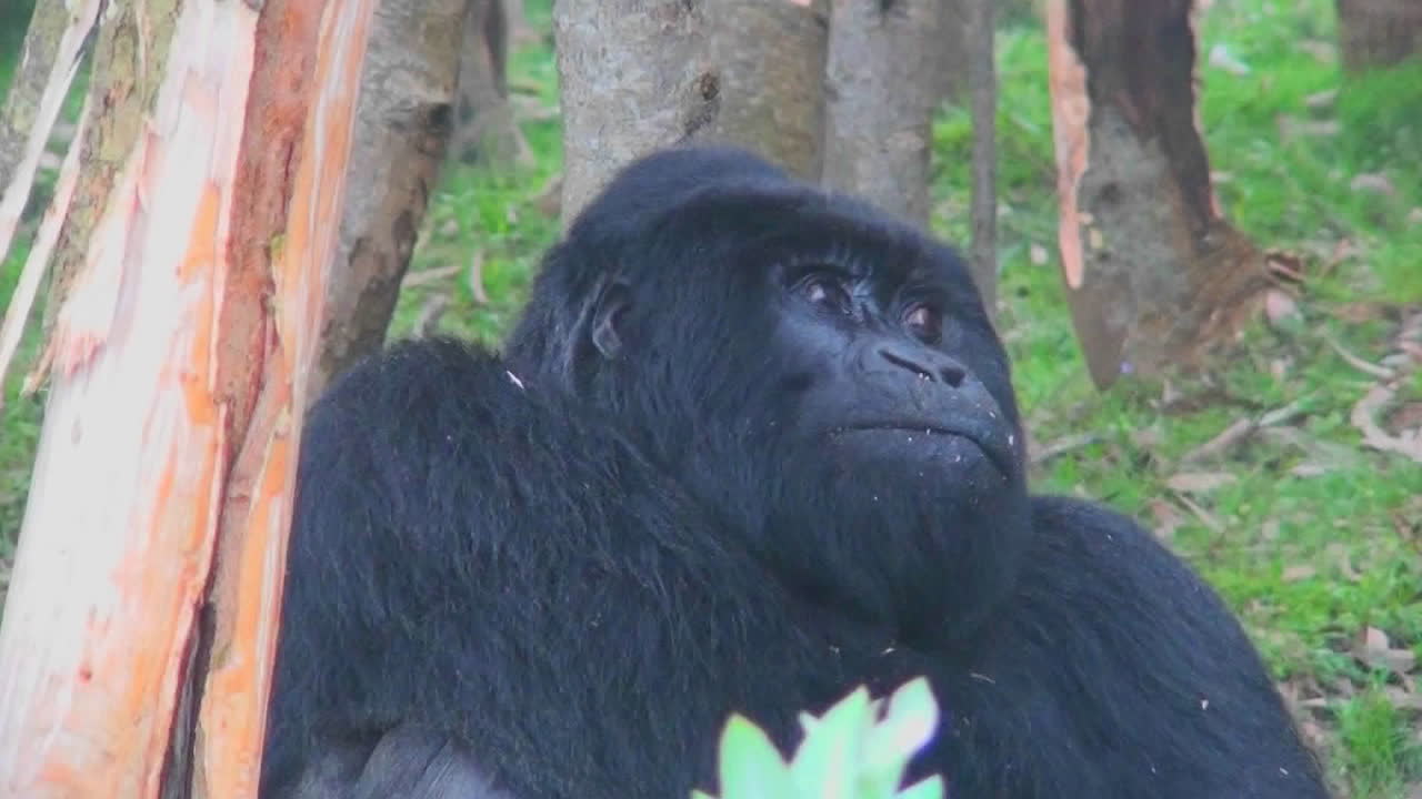 열대우림에서 성인 암컷 마운틴고릴라가 음식을 씹는다