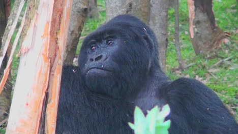 an adult female mountain gorilla chews food in the rainforest