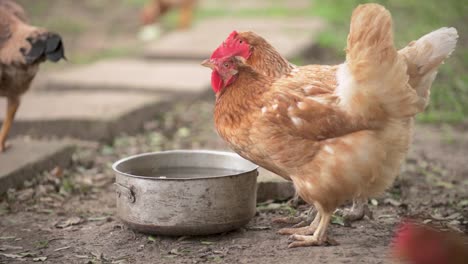 Gallinas-Camperas-Bebiendo-Agua-Y-Pastando-Libremente