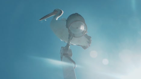 un pelícano sacude la cabeza y bosteza