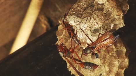 Large-insect-red-wasp-nest-with-baby-wasp-larvae-being-fed-and-nurtured