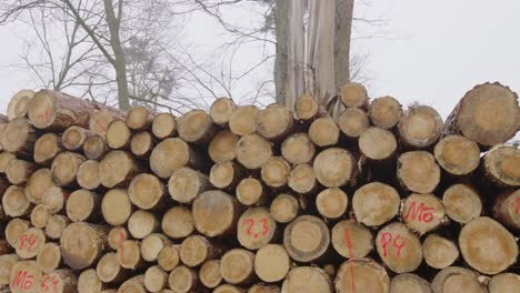 stack of logs in a forest