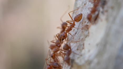 Weaver-Ants,-Oecophylla,-Kaeng-Krachan-National-Park,-Thailand,-4K-Footage