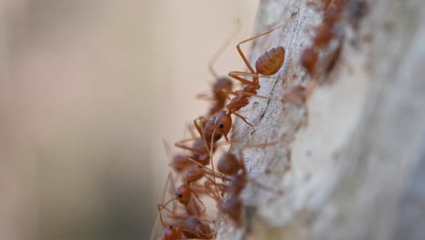 hormigas tejedoras, oecophylla, parque nacional kaeng krachan, tailandia, material de archivo 4k