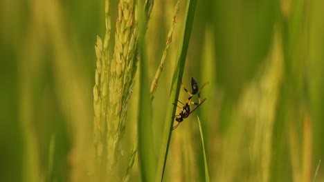 wasp in green grass - relaxing - rice