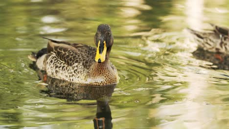 a yellow-billed duck swims towards camera