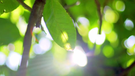 4k panning shot of green leaves on a tree on a sunny summer day with sun light shining through the leaves