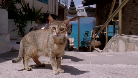 gatos salvajes en creta, grecia.