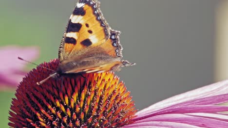 macro shot of orange small tortoiseshell butterfly collecting nectar from purple coneflower on gray background