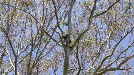 iconic australian native koala bear perched high up in a gum tree asleep