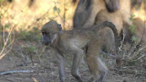 cute baby chacma baboon gets up and starts looking for food in the ground, in the kruger national park, south africa