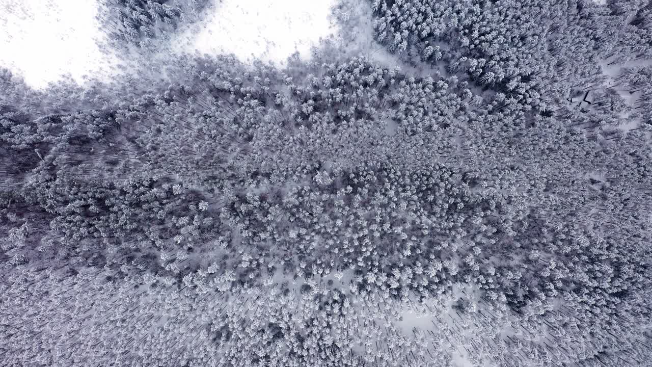 vuelo de avión no tripulado sobre el bosque de nieve, vista superior de los picos de los árboles en la nieve