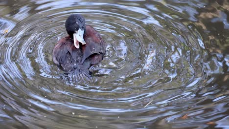 a duck preening itself in the water