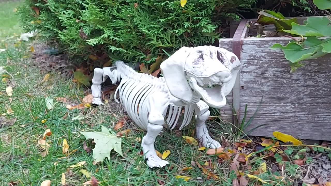 Scary Dachshund skeleton waits outside, Halloween decor, zoom in