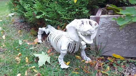 scary dachshund skeleton waits outside, halloween decor, zoom in