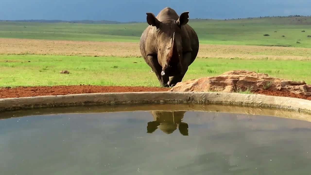 el rinoceronte blanco se acerca y bebe en un pozo de agua, con un gran edificio de tormenta en el fondo, su reflejo en el agua mientras bebe al atardecer de tarde en áfrica