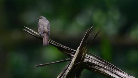 the hill blue flycatcher is found at high elevation habitat it has blue feathers and orange-like breast for the male, while the female is pale cinnamon brown and also with transitioned orange breast