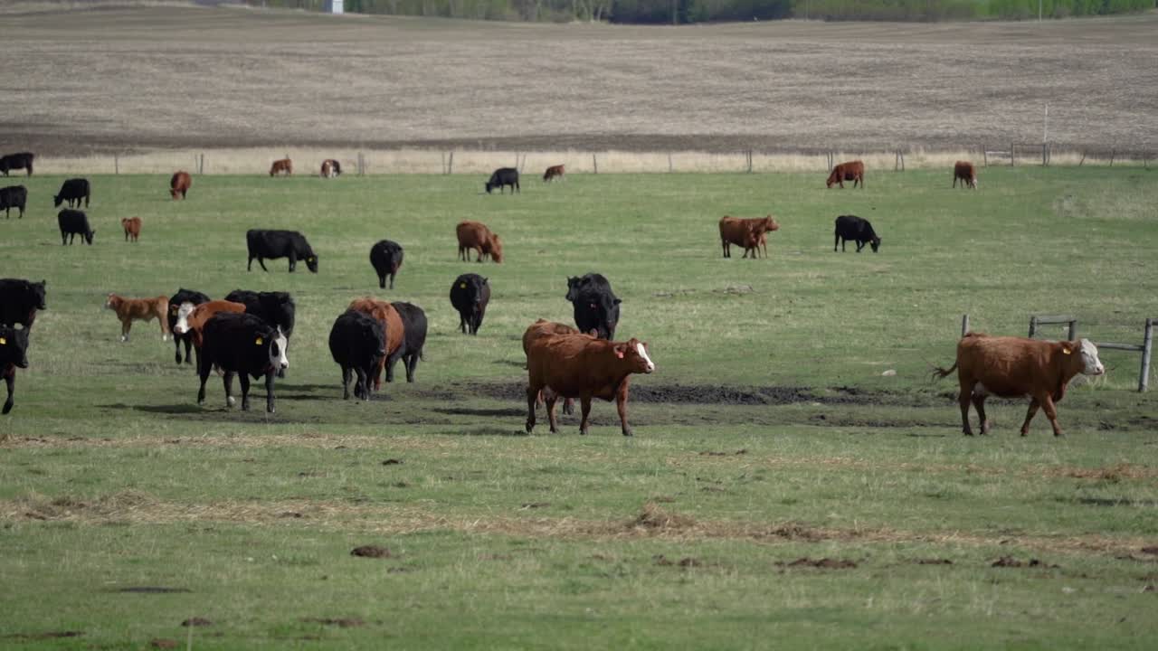 Bestiame che corre al rallentatore in un campo verde dell'Alberta, Canada.