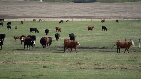 Cattle-running-in-slow-motion-in-a-green-field-of-Alberta,-Canada