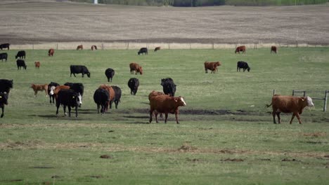 cattle running in slow motion in a green field of alberta, canada